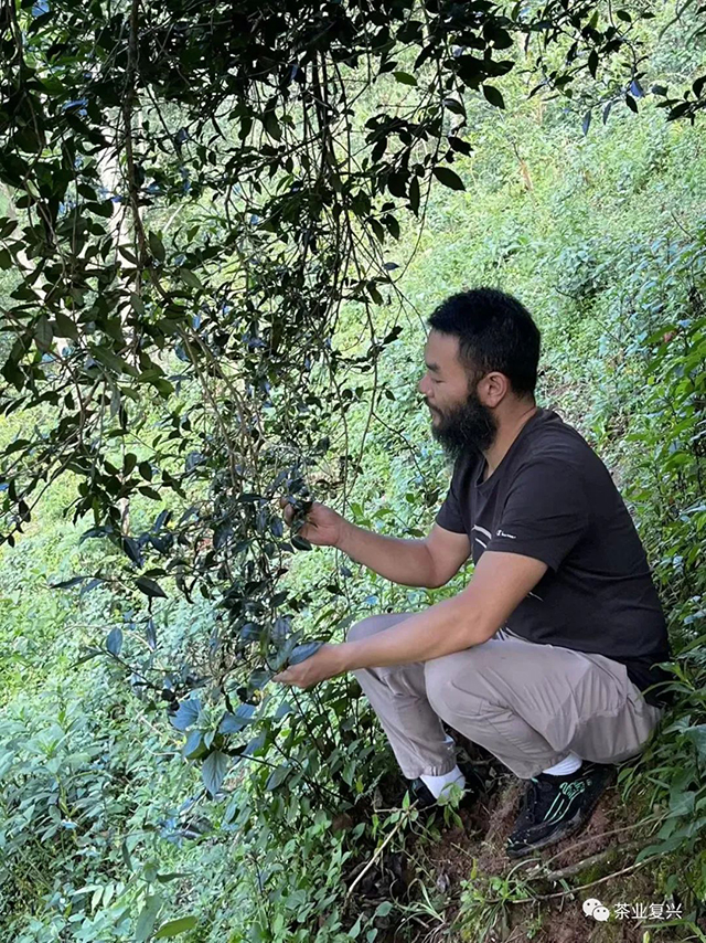 钉耙山普洱茶