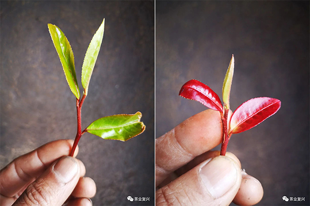 钉耙山普洱茶