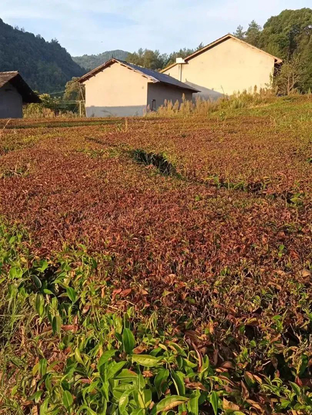 湖南省石门县茶叶办供图