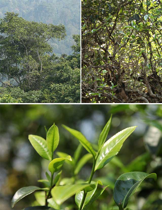 荣瑞祥帕沙犀牛塘普洱茶