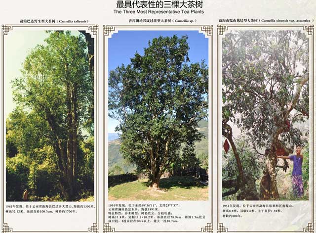 古茶树保护与可持续利用国家创新联盟