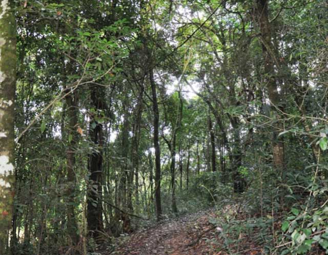 云南西双版纳勐海县巴达大黑山野生茶树群落