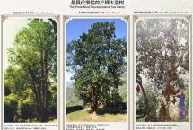 蓝增全：发挥古茶树资源优势，引领云茶产业发展
