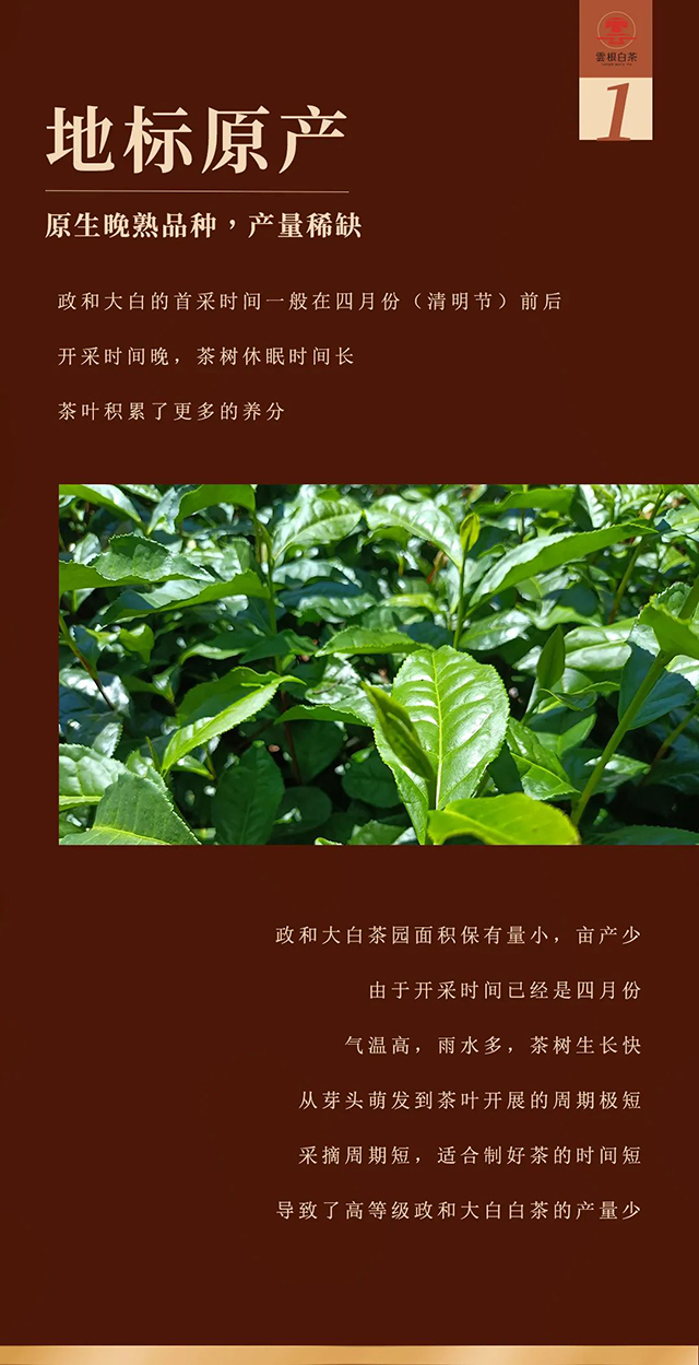 云根茶业云根白茶政和大白五年茶