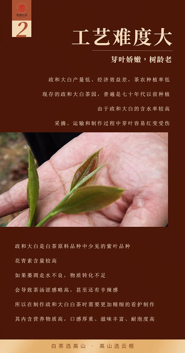 云根茶业云根白茶政和大白五年茶