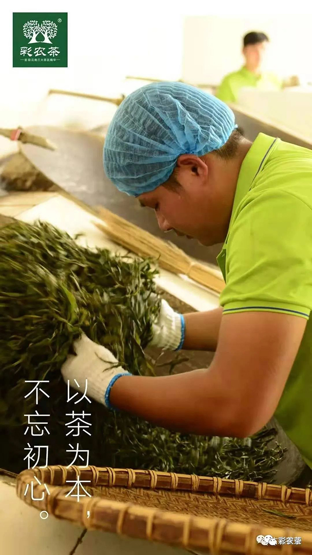 彩农茶2022秋易武青饼普洱茶