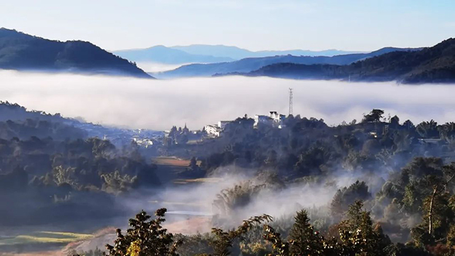 巅茶当代号级易武天麓易武生茶