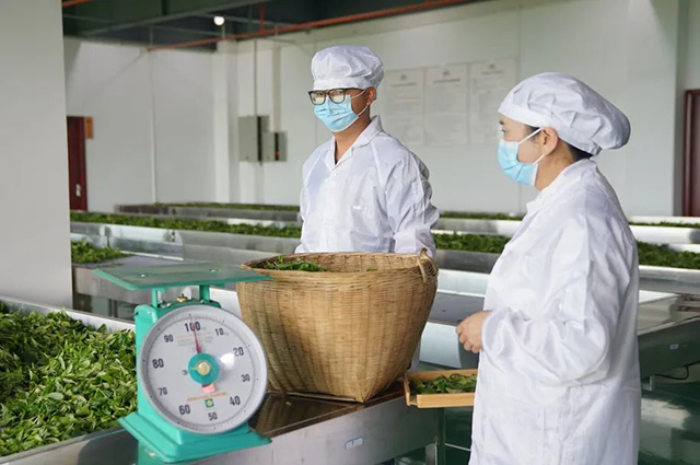 六大茶山普洱茶