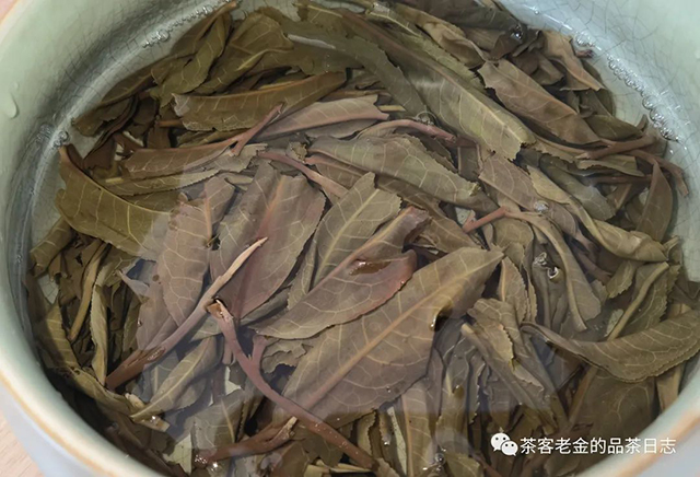 栩月古茶2022年未命名茶地普洱茶