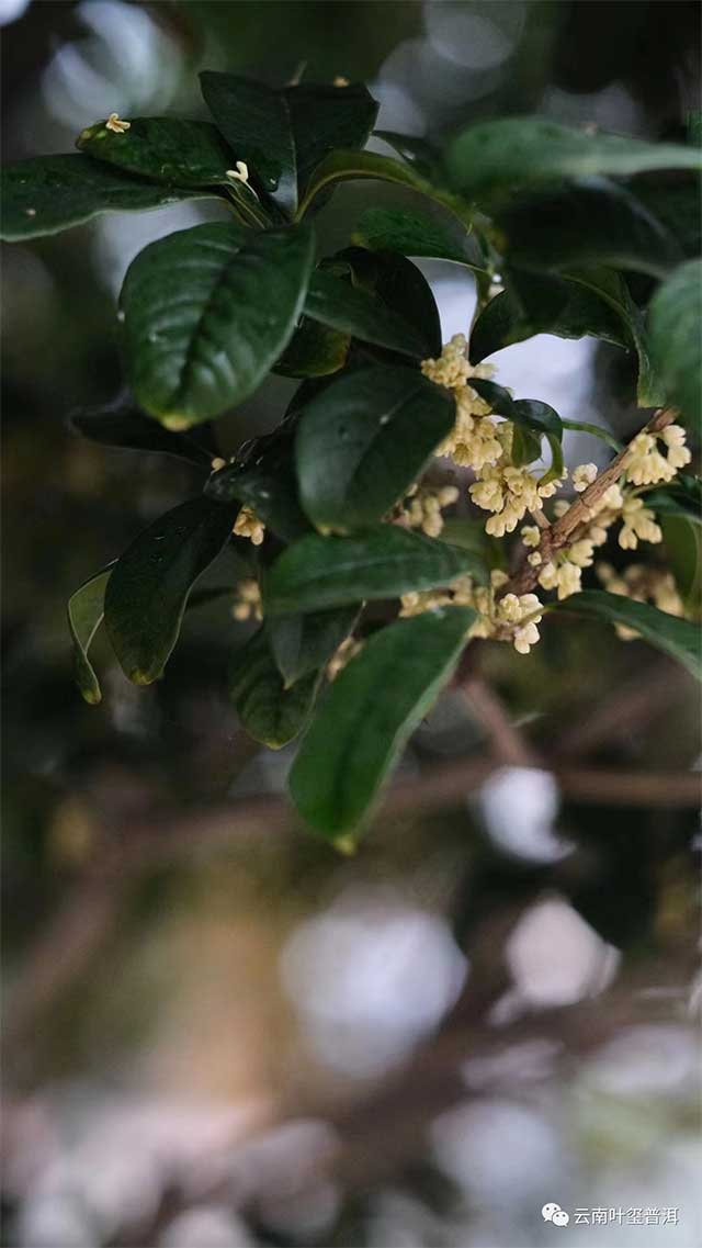 桂花红茶