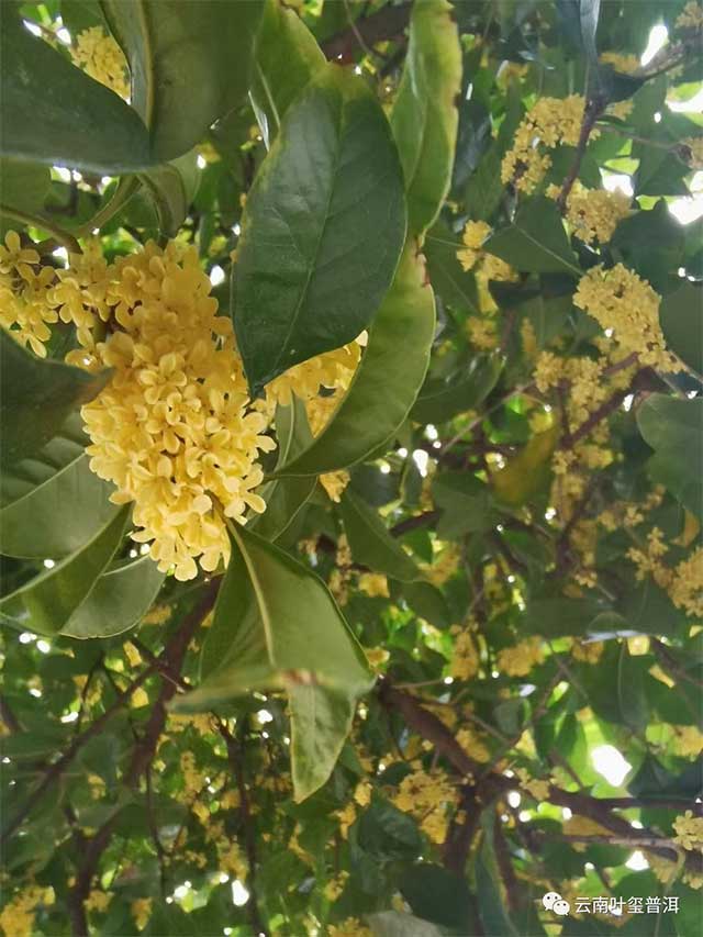 桂花红茶