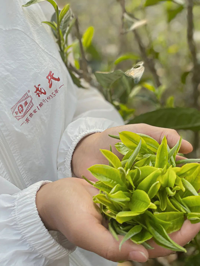 茶香双江相约同德