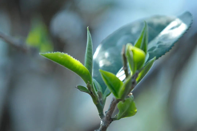 茶香双江相约同德