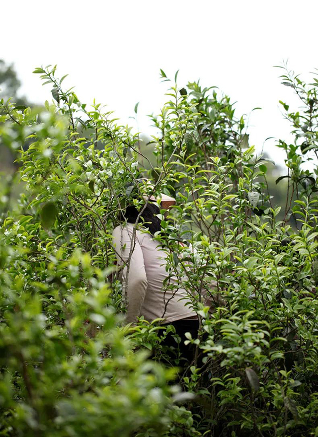 荣瑞祥春秋大叶2022年梅子箐锅底塘古树茶