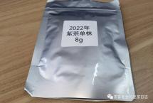 交流茶品：2022年紫茶单株（困鹿山制茶人）