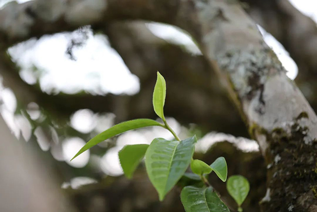 中茶老班章普洱茶