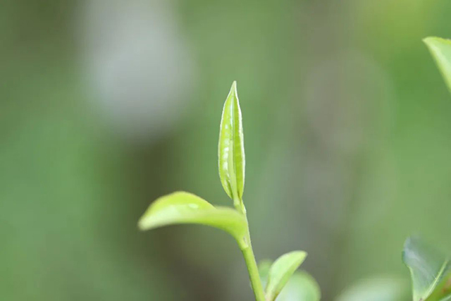 中茶老班章普洱茶