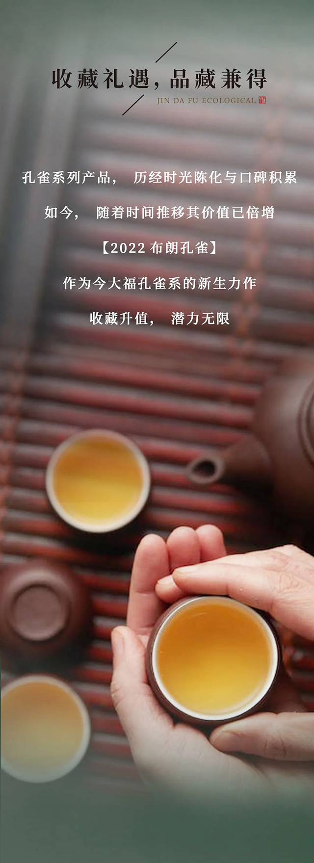 今大福茶业2022布朗孔雀