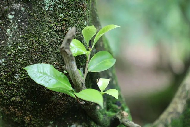 云南古茶树