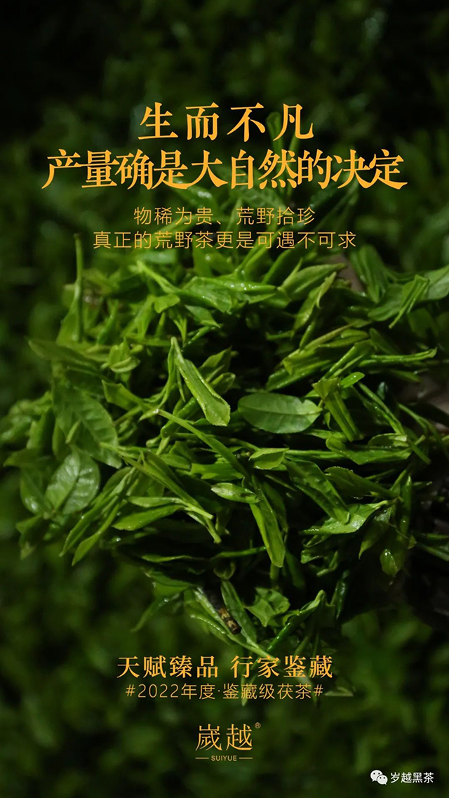 岁越黑茶2022九龙池茯茶