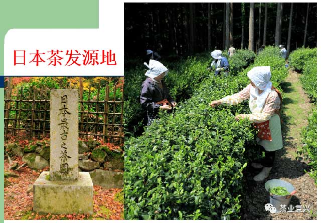 周朝晖日本茶道一千年