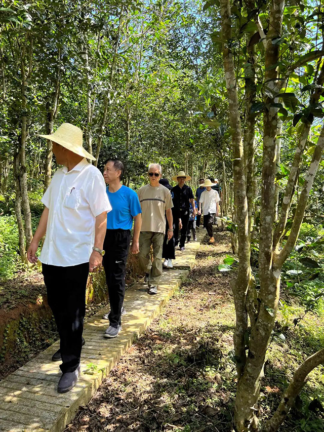 董事长李正行和龙园茶友在西双版纳龙园千亩古茶林中