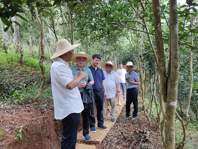 董事长李正行和龙园茶友在西双版纳龙园千亩古茶林中
