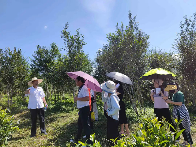 董事长李正行和龙园茶友在西双版纳龙园千亩古茶林中