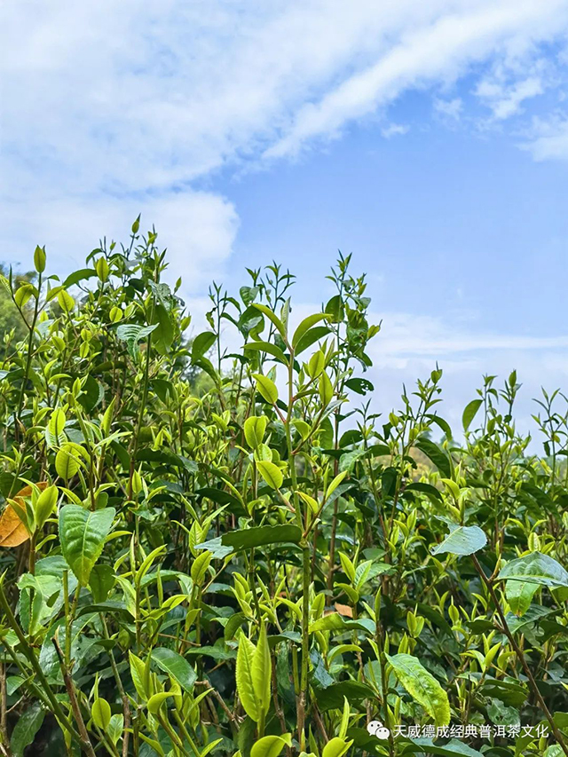 天威德成2022年老班章古树普洱茶