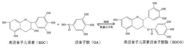 云南农业大学李家华一年一味