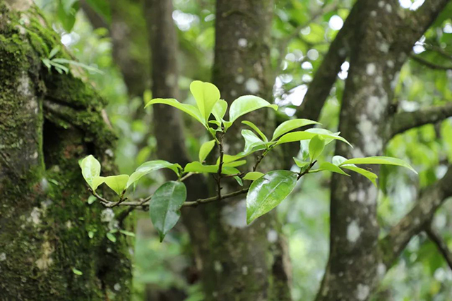 中茶普洱茶