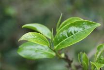 中茶普洱茶：浅谈普洱茶呈味物质与其品质相关性