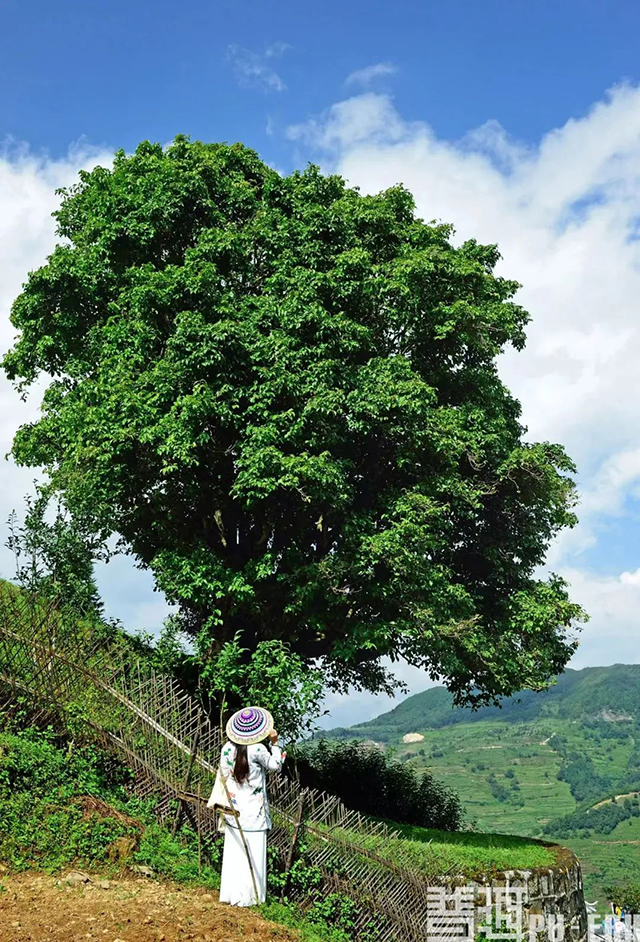 澜沧江西岸红茶带