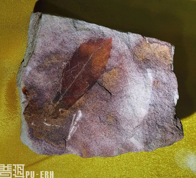 1978年在景谷盆地芒线发现的宽叶木兰化石