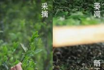 【刀哥说茶】十问云南白茶（二）