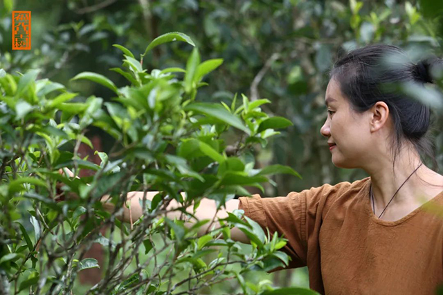 福元昌古树曼松岭森林贡茶