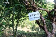 中吉号班盆茶事：采300年古树茶芽，留住老寨绝妙春色