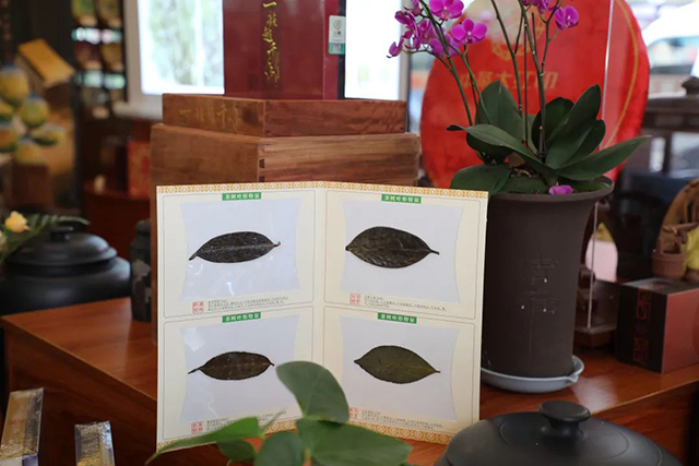 中茶一韵越千年普洱茶品鉴手册