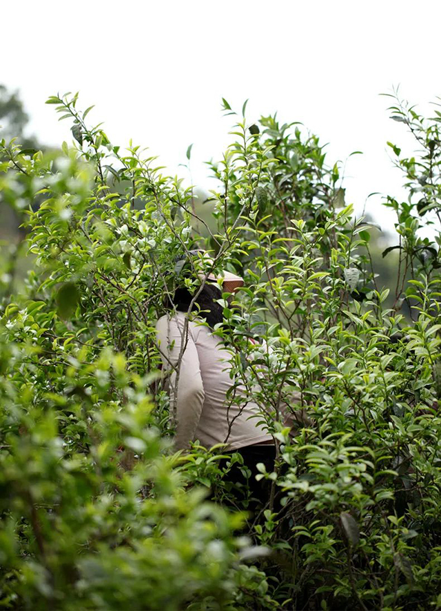 荣瑞祥2022年梅子箐锅底塘古树茶春秋大叶