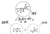 一篇文章了解【糖苷】，糖苷对于普洱茶而言到底是什么？