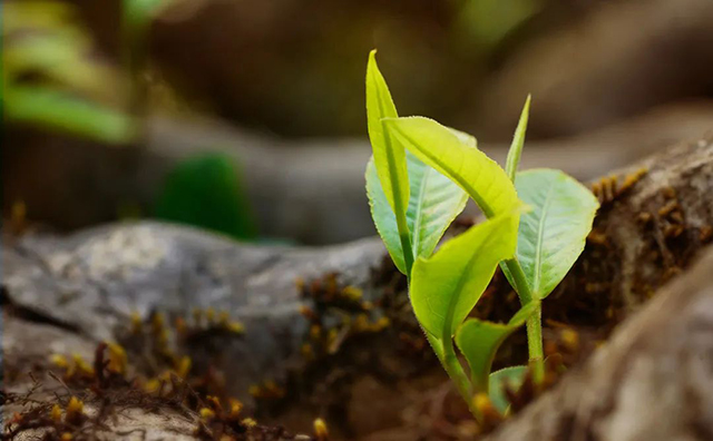 合和昌普洱茶