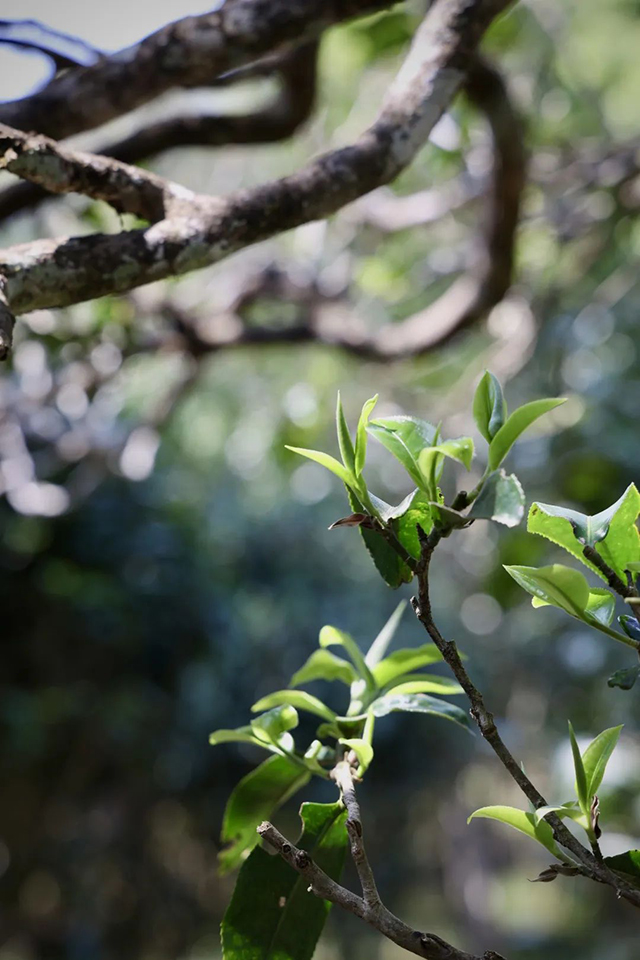 云柯庄园困鹿山皇家贡茶普洱茶