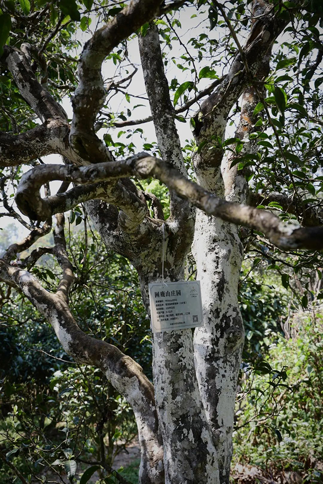 云柯庄园困鹿山皇家贡茶普洱茶