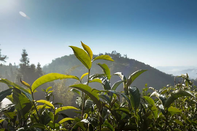 龙润茶2022大吉大利普洱茶