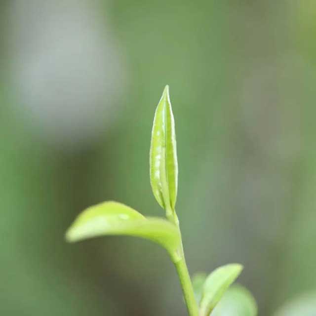 中茶茗山一扇磨易武茶