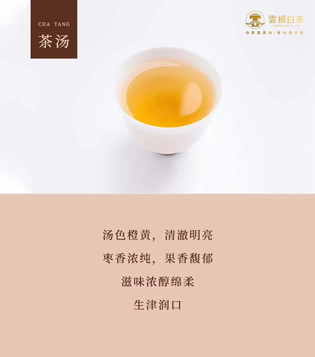 云根茶业云根白茶相厚饼撬茶