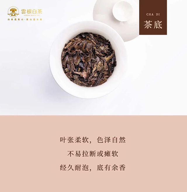 云根茶业云根白茶相厚饼撬茶