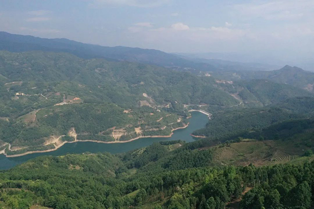老同志1号普洱茶