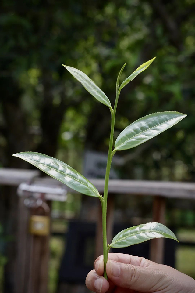 云柯庄园2022春昔归古树茶普洱茶