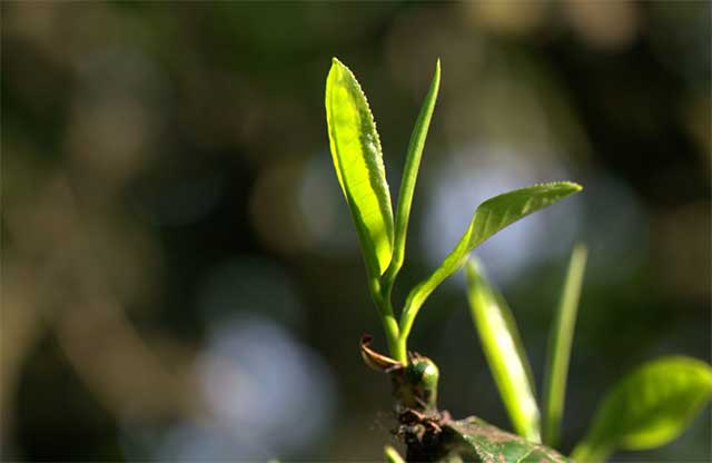 2022龙润茶花香白茶